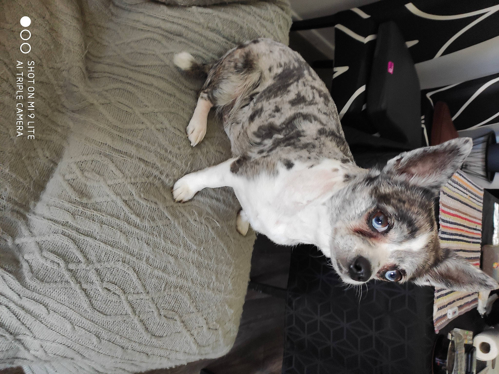 Chippie a rejoint le concours — aidez-le/la à gagner de superbes lots ! canidae, carnivore, collar, dog, dog_breed, paw, pet_supply, silver, snout, sporting_group, terrestrial_animal, vertebrate, whiskers, working_animal, working_dog