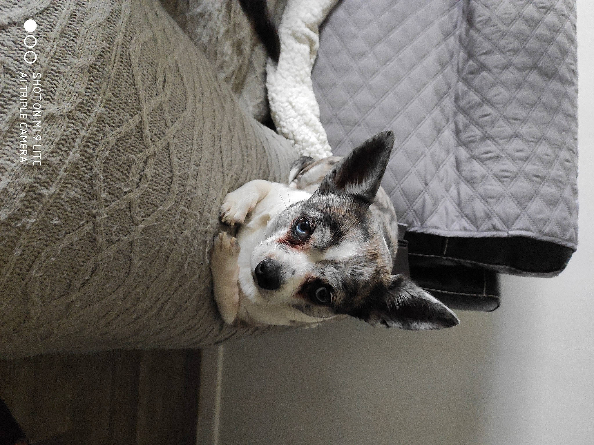 Chippie a rejoint le concours — aidez-le/la à gagner de superbes lots ! canidae, carnivore, dog, dog_breed, dog_supply, home_accessories, koolie, mesh, net, paw, pet_supply, snout, sporting_group, terrestrial_animal, texas_heeler, vertebrate, whiskers, working_animal, working_dog