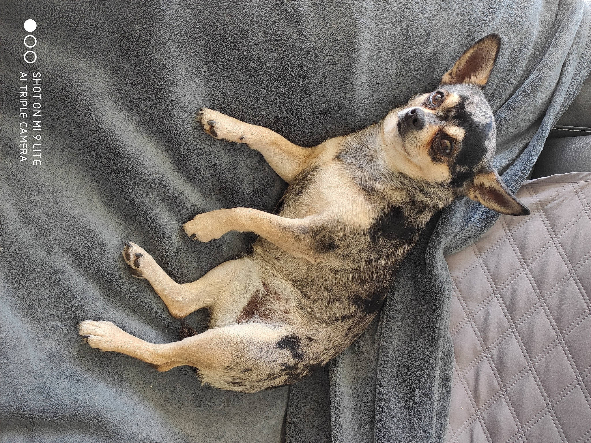 Orphée a rejoint le concours — aidez-le/la à gagner de superbes lots ! canidae, carnivore, claw, dog, dog_breed, dog_supply, fawn, foot, fur, paw, pet_supply, snout, sporting_group, tail, terrestrial_animal, vertebrate, whiskers, working_animal