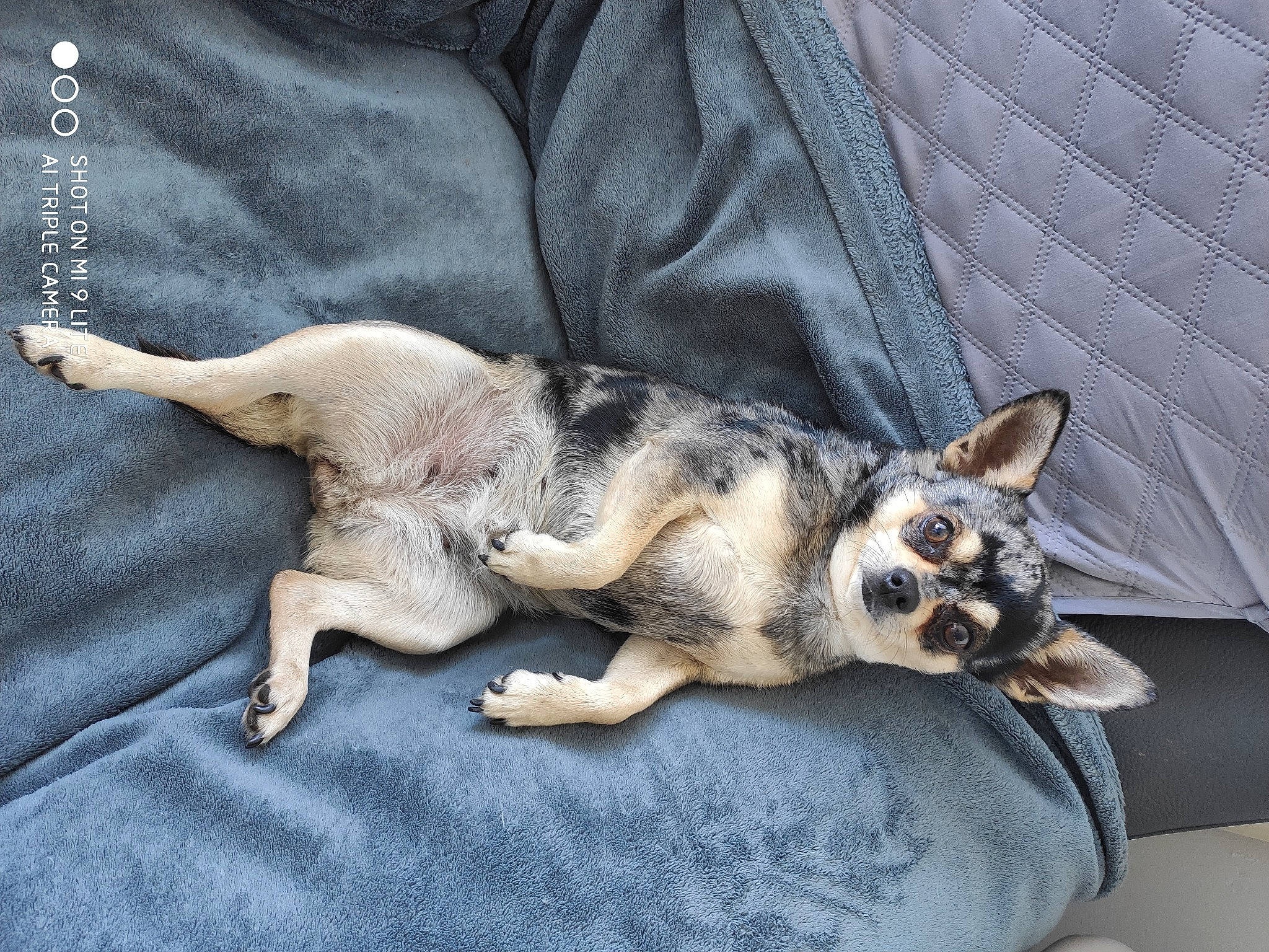 Orphée a rejoint le concours — aidez-le/la à gagner de superbes lots ! canidae, carnivore, claw, comfort, companion_dog, dog, dog_breed, fawn, fur, linens, mesh, paw, pet_supply, snout, sporting_group, tail, vertebrate, whiskers, working_animal, working_dog