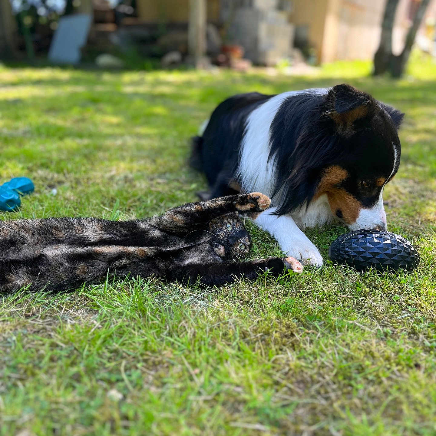 Ushuaia participe au concours pour gagner de l'argent avec cette photo : animal, architecture, backyard, building, canine, dog, field, grass, grassland, green, lawn, nature, outdoors, pet, plant, puppy, shelter, tree, vegetation, yard