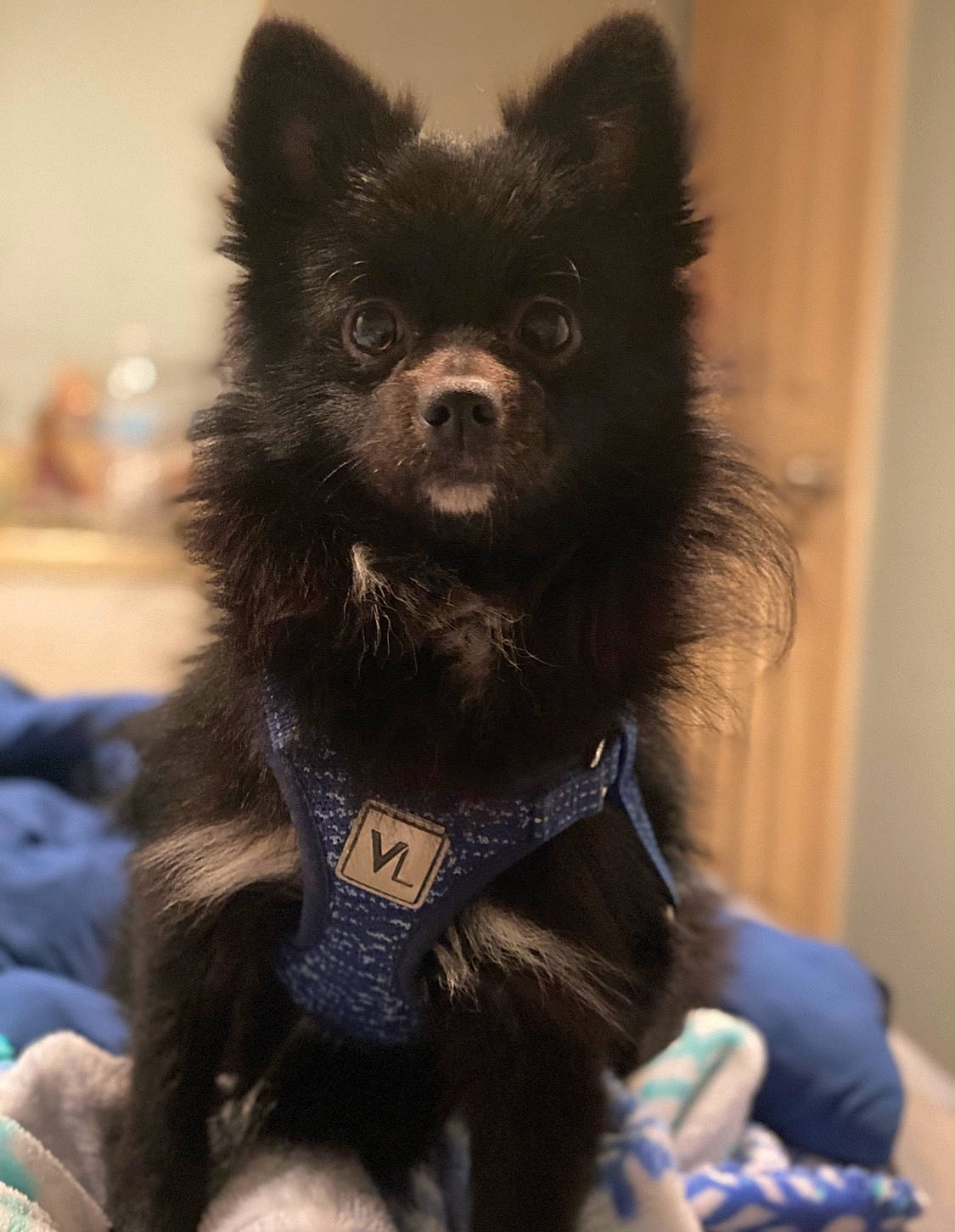 Hitch is registered to the contest to win money with this photo: ancient_dog_breeds, black, canidae, carnivore, companion_dog, dog, dog_breed, fur, jaw, natural_material, non_sporting_group, silver_fox, snout, sporting_group, terrestrial_animal, toy, vertebrate, whiskers, working_animal, working_dog