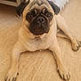 dog, pug, pet, animal, indoor, floor, tile_floor, lying_down, looking_at_camera, brown, black, fur, ears, nose, paw, face, cute, small_dog, companion, resting