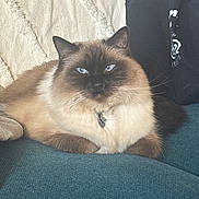 Loki joined the competition — help win amazing prizes! cat, blue_eyes, fluffy_fur, long_hair, siamese_like, pet, indoor, couch, blanket, collar, tag, whiskers, ears, portrait, relaxed, sitting, close_up, cozy, home_interior, teal_sofa