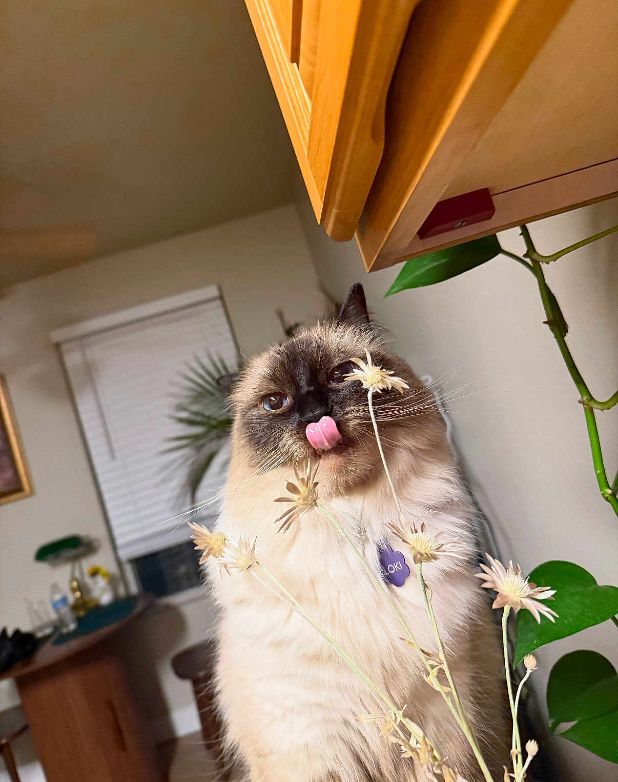 Loki joined the competition — help win amazing prizes! cat, ragdoll_cat, pet, indoor, flower, houseplant, tongue_out, whiskers, fluffy_fur, collar_tag, close_up, portrait, curious, playful, brown_face, blue_eyes, wooden_cabinet, window_blind, living_room, table