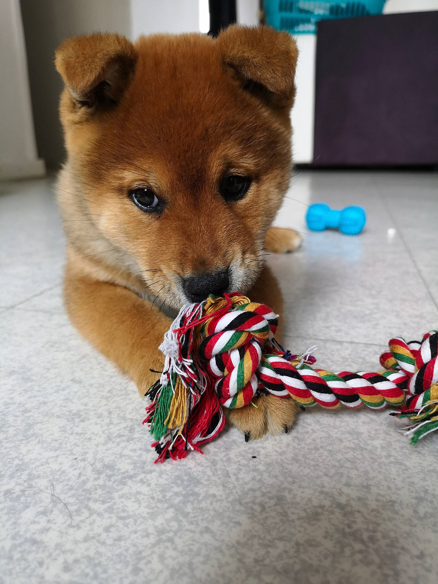 Kuma participe au concours pour gagner de l'argent avec cette photo : akita, canidae, carnivore, companion_dog, dog, dog_breed, fawn, finnish_spitz, hokkaido, korean_jindo_dog, mammal, non_sporting_group, puppy, shiba_inu, spitz