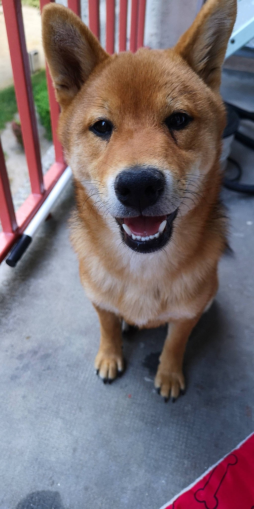 Kuma participe au concours pour gagner de l'argent avec cette photo : ancient_dog_breeds, canaan_dog, canidae, carnivore, companion_dog, dog, dog_breed, fawn, finnish_spitz, hokkaido, korean_jindo_dog, mammal, non_sporting_group, rare_breed_dog, shiba_inu, shikoku, snout, spitz, sporting_group, vertebrate