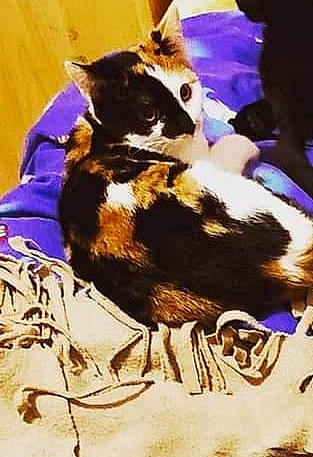 Caramelle a rejoint le concours — aidez-le/la à gagner de superbes lots ! canidae, carnivore, cat, dog_breed, felidae, small_to_medium_sized_cats, whiskers