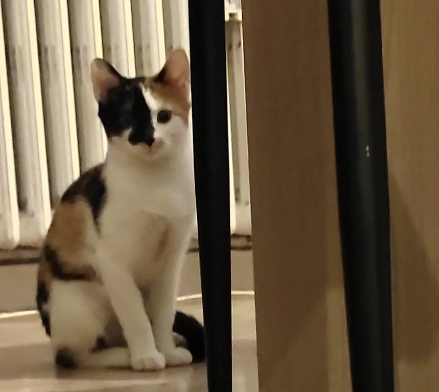 Caramelle a rejoint le concours — aidez-le/la à gagner de superbes lots ! aegean_cat, american_wirehair, black_and_white, carnivore, cat, domestic_short_haired_cat, felidae, japanese_bobtail, kitten, mammal, paw, polydactyl_cat, small_to_medium_sized_cats, snapshot, snout, snowshoe, tail, whiskers, window