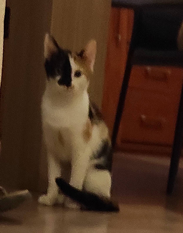 Caramelle a rejoint le concours — aidez-le/la à gagner de superbes lots ! aegean_cat, carnivore, cat, domestic_short_haired_cat, eye, felidae, kitten, leg, mammal, nose, paw, polydactyl_cat, skin, small_to_medium_sized_cats, snapshot, snout, snowshoe, tail, vertebrate, whiskers