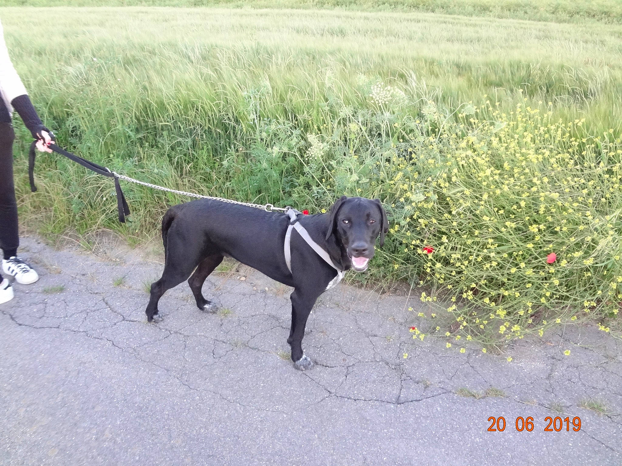 Crunch participe au concours pour gagner de l'argent avec cette photo : borador, canidae, carnivore, dog, dog_breed, dog_walking, eurohound, fashion_accessory, great_dane, guard_dog, hunting_dog, leash, mammal, sporting_group, tail, vertebrate, working_dog