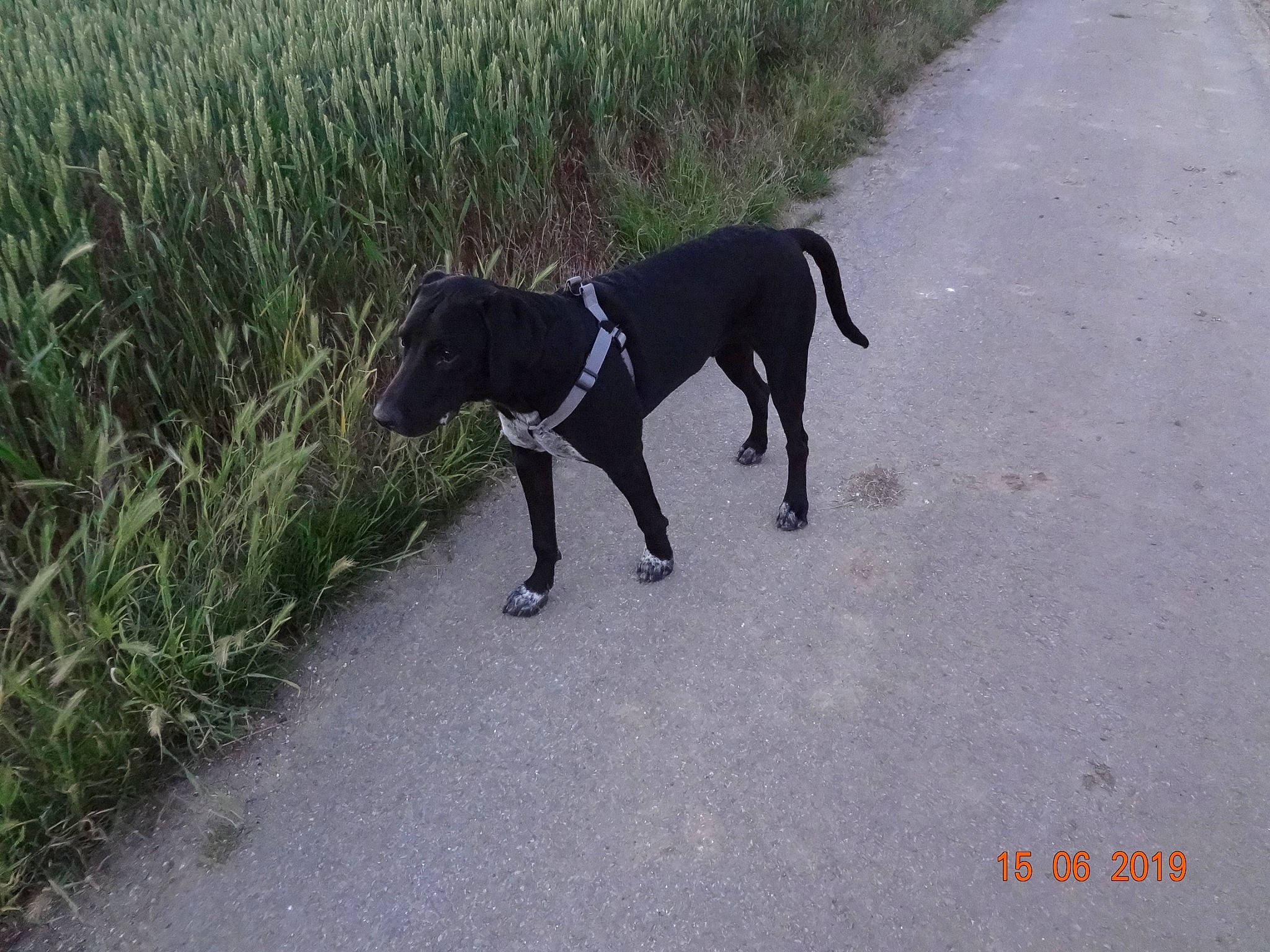 Crunch a rejoint le concours — aidez-le/la à gagner de superbes lots ! canidae, carnivore, dog, dog_breed, dog_walking, eurohound, hunting_dog, leash, mammal, patterdale_terrier, pointer, pointing_breed, sporting_group, tail