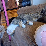 Toast joined the competition — help win amazing prizes! cat, indoor, couch, relaxed, upside_down, furniture, floor, plush, wooden_cabinet, trash_can, pink_pillow, carpet, tabby_cat, striped, white_paws, cozy, fur, resting, household, pet