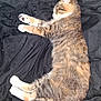 Toast is registered to the contest to win money with this photo: cat, sleeping, fur, tabby, pet, animal, paw, whiskers, cozy, resting, black_blanket, domestic_cat, cute, feline, relaxed, close_up, indoor, soft, peaceful, mammal