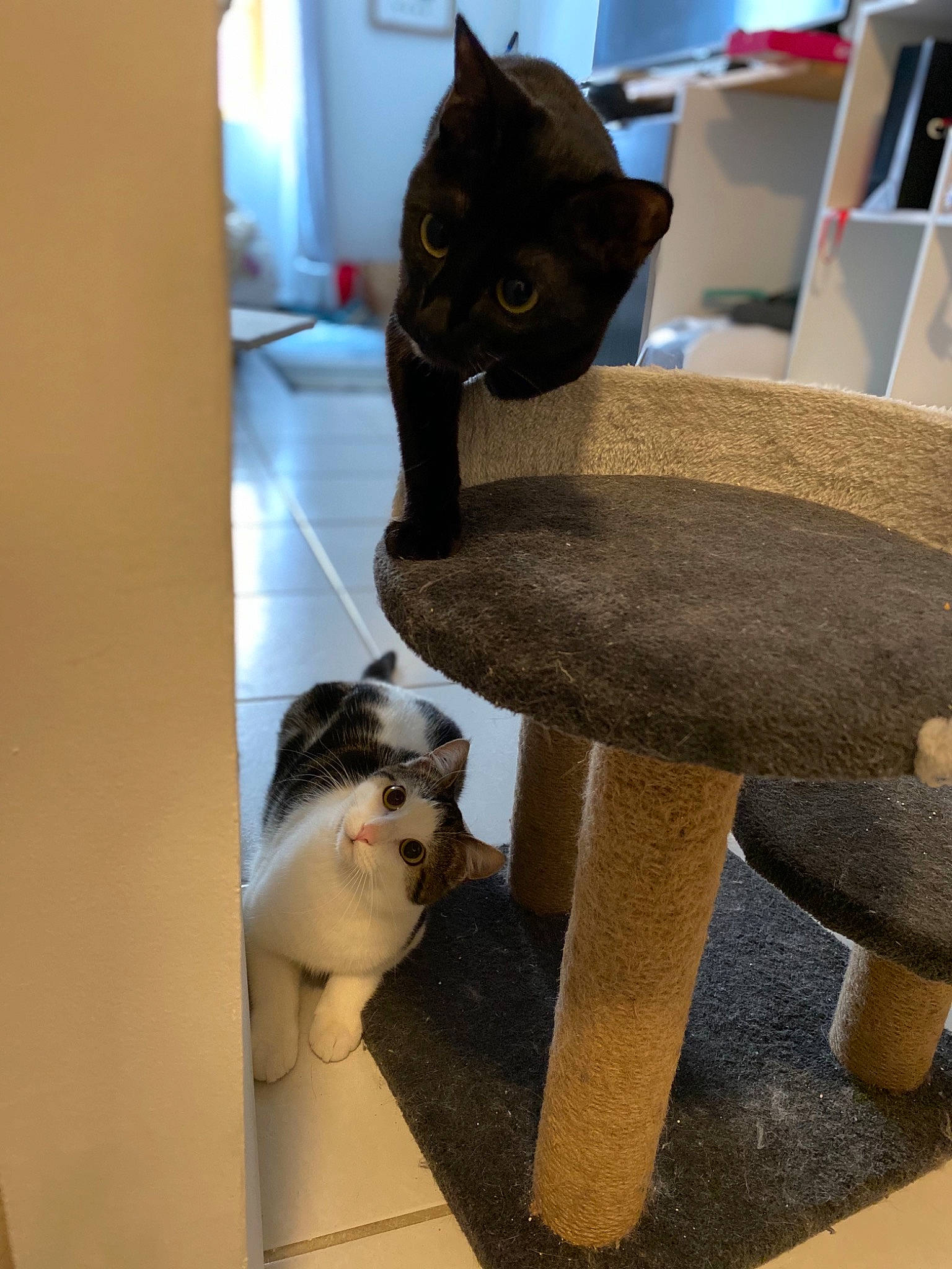 Fifille a rejoint le concours — aidez-le/la à gagner de superbes lots ! asian, carnivore, cat, domestic_short_haired_cat, fawn, felidae, fur, kitten, paper_product, room, small_to_medium_sized_cats, snout, tail, whiskers