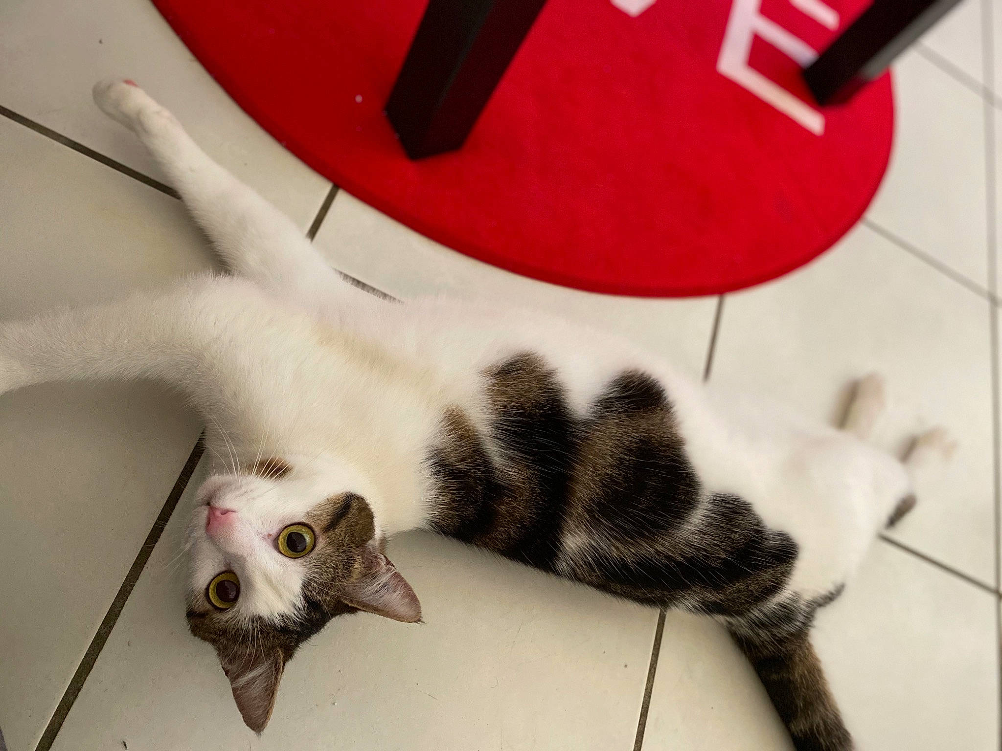 Roméo a rejoint le concours — aidez-le/la à gagner de superbes lots ! carnivore, cat, claw, domestic_short_haired_cat, felidae, fur, kitten, paw, photo_caption, play, polydactyl_cat, small_to_medium_sized_cats, tail, whiskers