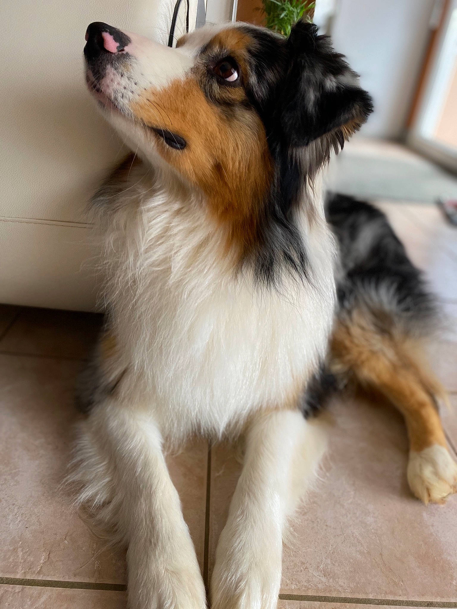 Moogly participe au concours pour gagner de l'argent avec cette photo : australian_collie, australian_shepherd, border_collie, canidae, carnivore, collie, companion_dog, dog, dog_breed, mammal, miniature_australian_shepherd, papillon, puppy, rare_breed_dog, scotch_collie, shetland_sheepdog, snout, sporting_group, vertebrate, working_dog