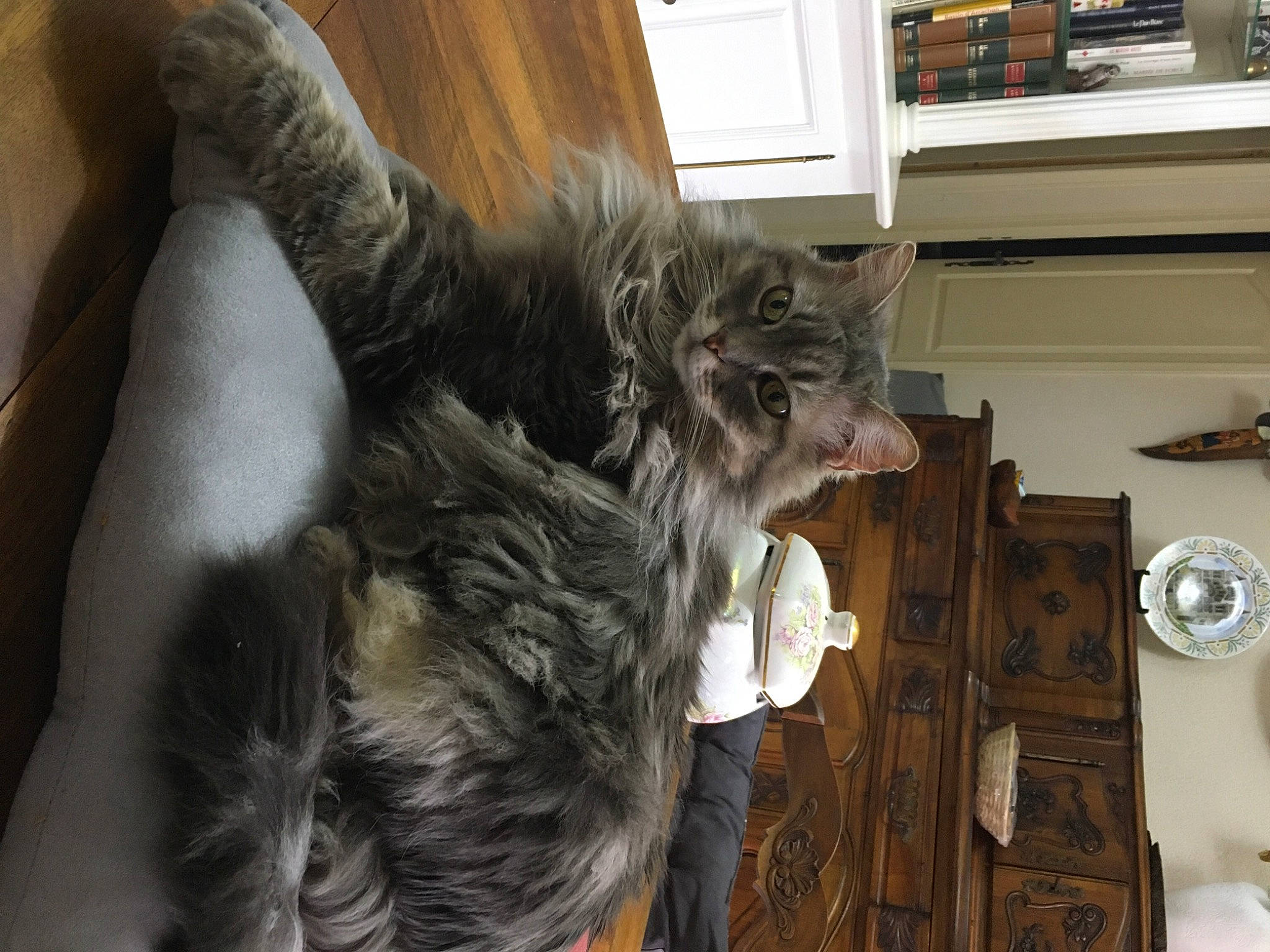 Melodie participe au concours pour gagner de l'argent avec cette photo : box, carnivore, cat, claw, comfort, dog_breed, domestic_short_haired_cat, felidae, fur, grey, hardwood, natural_material, room, shelf, shelving, small_to_medium_sized_cats, snout, tail, whiskers, wood