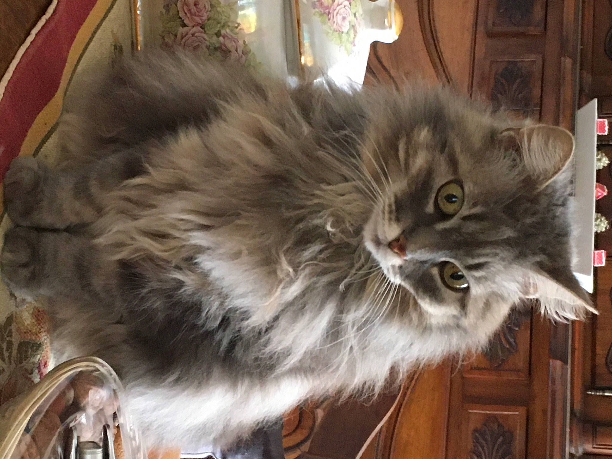 Melodie participe au concours pour gagner de l'argent avec cette photo : art, british_longhair, carnivore, cat, claw, companion_dog, door, fawn, felidae, flooring, fur, maine_coon, paw, persian, ragdoll, small_to_medium_sized_cats, snout, tail, terrestrial_animal, whiskers