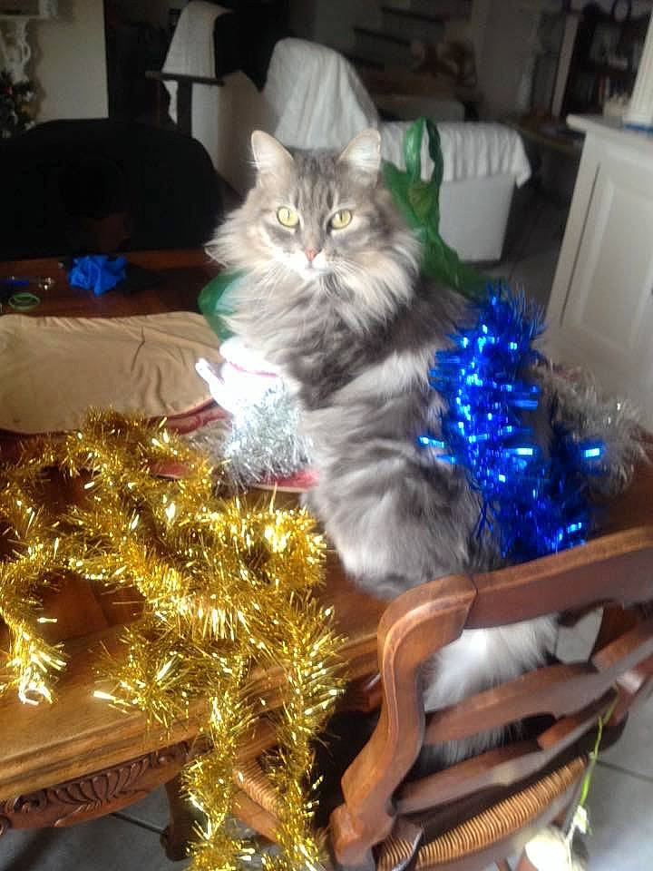 Melodie a rejoint le concours — aidez-le/la à gagner de superbes lots ! carnivore, cat, christmas, christmas_decoration, christmas_ornament, christmas_tree, couch, event, fawn, felidae, fur, holiday, holiday_ornament, ornament, plant, small_to_medium_sized_cats, snout, tail, whiskers, wood