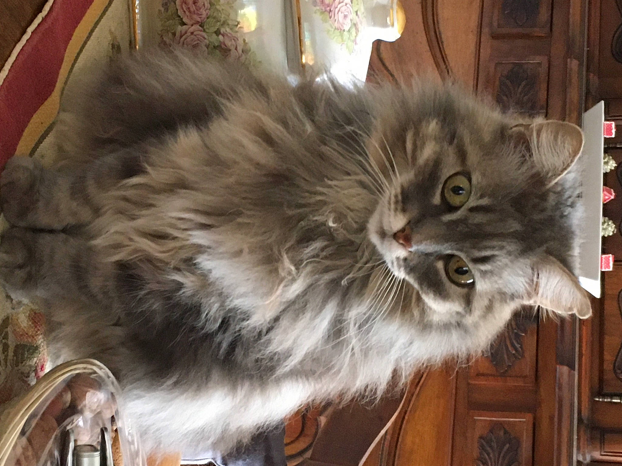 Melodie a rejoint le concours — aidez-le/la à gagner de superbes lots ! art, british_longhair, carnivore, cat, claw, companion_dog, fashion_accessory, fawn, felidae, fur, paw, persian, ragdoll, small_to_medium_sized_cats, snout, tail, terrestrial_animal, whiskers