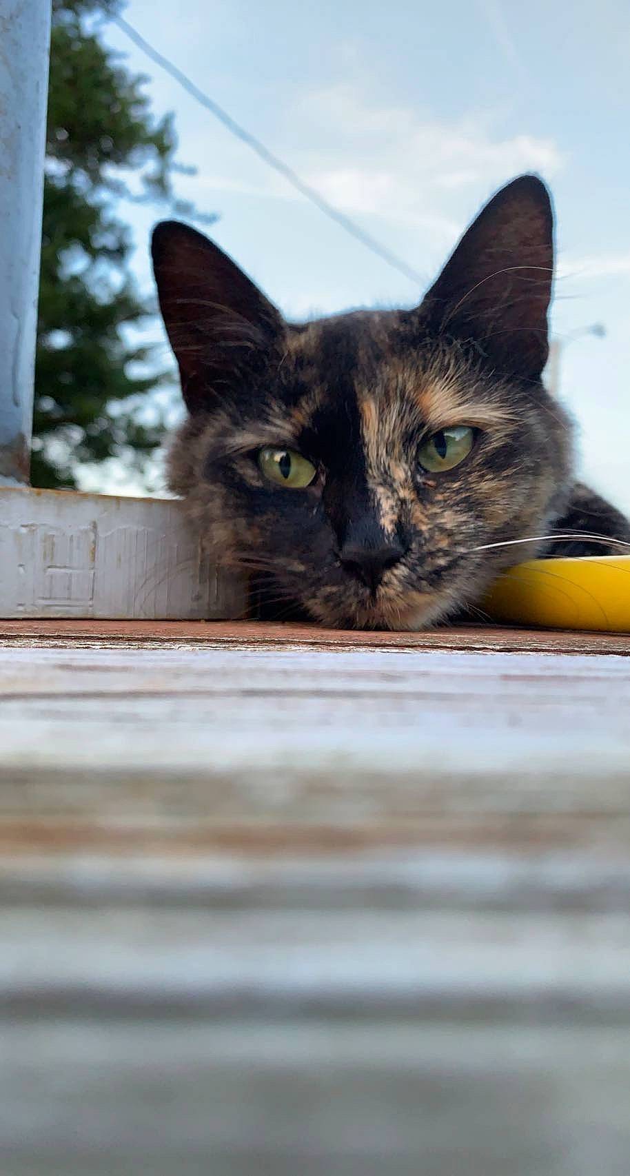 Kelsey is registered to the contest to win money with this photo: carnivore, cat, cat_supply, cloud, domestic_short_haired_cat, felidae, fur, grass, paw, pet_supply, sky, small_to_medium_sized_cats, snout, tree, whiskers, wildlife, window, wood