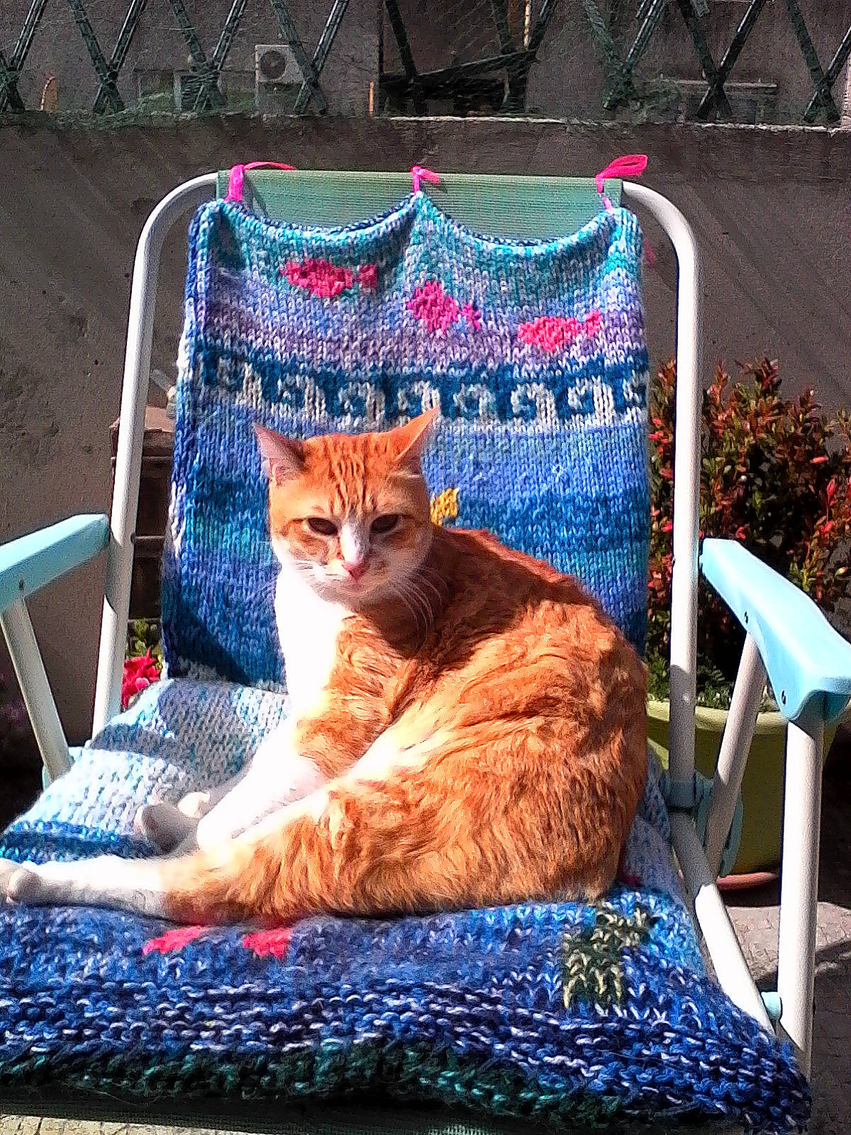 Géronimo a rejoint le concours — aidez-le/la à gagner de superbes lots ! blue, carnivore, cat, chair, comfort, eye, fawn, felidae, furniture, grass, leisure, outdoor_furniture, plant, small_to_medium_sized_cats, tail, textile, tree, whiskers, window, wood