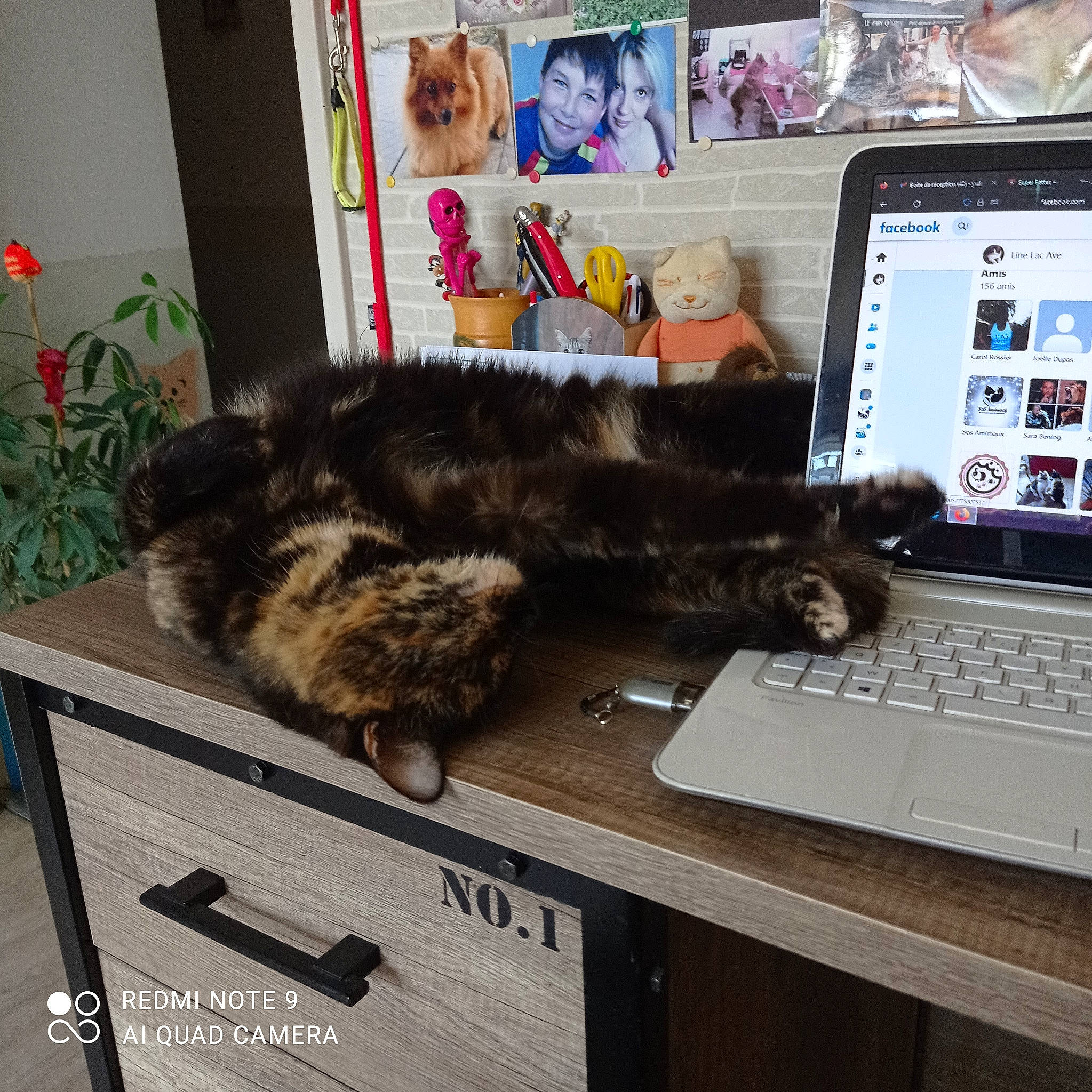 Géronimo participe au concours pour gagner de l'argent avec cette photo : carnivore, cat, communication_device, computer, computer_keyboard, felidae, fur, input_device, laptop, netbook, output_device, peripheral, personal_computer, plant, portable_communications_device, small_to_medium_sized_cats, space_bar, table, tail, whiskers