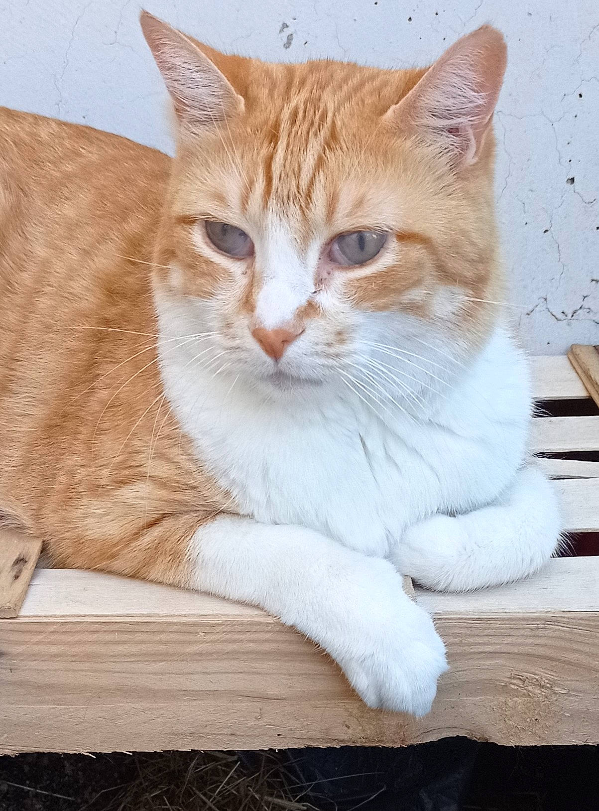 Géronimo participe au concours pour gagner de l'argent avec cette photo : carnivore, cat, cat_supply, claw, comfort, domestic_short_haired_cat, eye, fawn, felidae, fur, paw, pet_supply, sitting, small_to_medium_sized_cats, snout, tail, terrestrial_animal, whiskers, wood