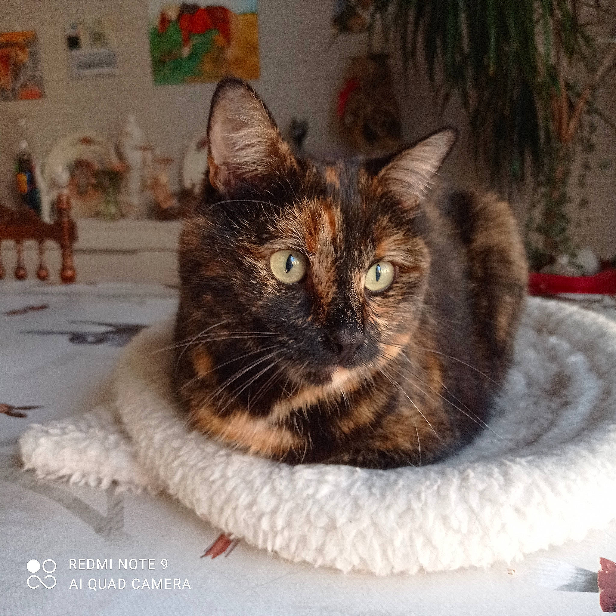 Aglaé participe au concours pour gagner de l'argent avec cette photo : basket, carnivore, cat, cat_bed, cat_furniture, cat_supply, comfort, domestic_short_haired_cat, fawn, felidae, fur, houseplant, paw, pet_supply, plant, small_to_medium_sized_cats, snout, tail, whiskers, window