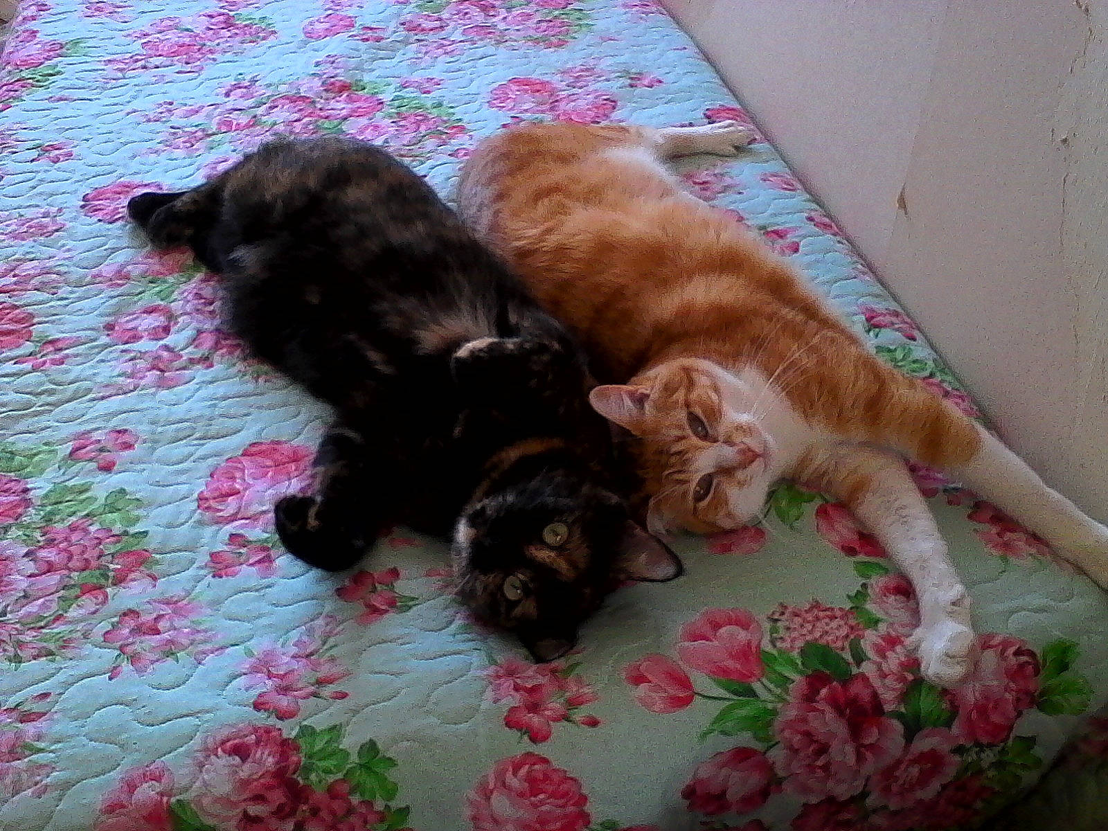 Aglaé a rejoint le concours — aidez-le/la à gagner de superbes lots ! brown, canidae, carnivore, cat, claw, comfort, companion_dog, dog_breed, domestic_short_haired_cat, fawn, felidae, flooring, fur, hardwood, liver, small_to_medium_sized_cats, sporting_group, tail, terrestrial_animal, whiskers