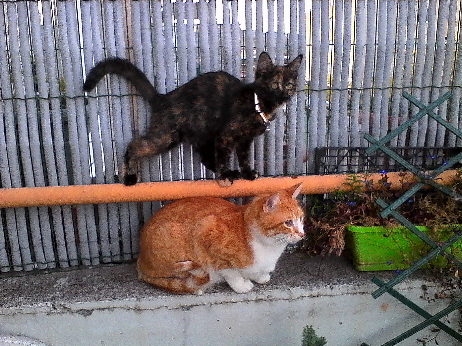 Aglaé participe au concours pour gagner de l'argent avec cette photo : animal_shelter, carnivore, cat, domestic_short_haired_cat, fawn, felidae, fence, fur, grass, mammal, metal, small_to_medium_sized_cats, snapshot, snout, tail, terrestrial_animal, vertebrate, whiskers, wildlife, wood