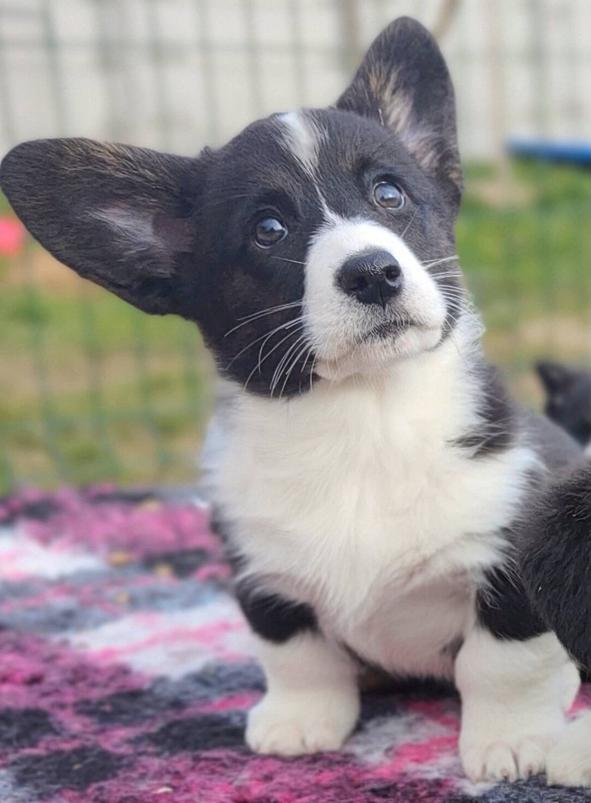 Missa a rejoint le concours — aidez-le/la à gagner de superbes lots ! canidae, carnivore, collar, companion_dog, dog, dog_breed, dog_collar, fur, grass, non_sporting_group, paw, plant, puppy, snout, sporting_group, sports_equipment, terrestrial_animal, whiskers, working_animal, working_dog