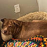 Enzo joined the competition — help win amazing prizes! dog, brown_dog, sleeping, sleepy, pet, animal, portrait, close_up, bed, dog_bed, pillow, blanket, crochet, colorful, cozy, indoor, home, relaxed, resting, fluffy