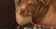Enzo joined the competition — help win amazing prizes! animal, blanket, brown_dog, close_up, closed_eyes, colorful, cozy, crochet, dog, furry, home, indoors, nap, pet, pillow, portrait, relaxing, resting, sleeping, snout