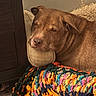 Enzo joined the competition — help win amazing prizes! dog, sleeping, brown_dog, pet, animal, close_up, portrait, cozy, blanket, crochet, colorful, pillow, indoors, home, relaxing, resting, snout, closed_eyes, furry, nap