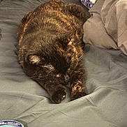 Ivy is registered to the contest to win money with this photo: cat, tortoiseshell_cat, sleeping, lying_down, stretched, fur, whiskers, paws, bed, bedding, blanket, bedroom, indoors, relaxed, resting, pet, animal, black_cat, brown_fur, household_products