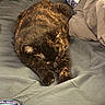 cat, tortoiseshell_cat, sleeping, lying_down, stretched, fur, whiskers, paws, bed, bedding, blanket, bedroom, indoors, relaxed, resting, pet, animal, black_cat, brown_fur, household_products