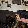 cat, tortoiseshell_cat, pet, feline, whiskers, long_hair, animal, person, face, hand, couch, indoor, home, portrait, close_up, sitting, petting, rustic_decor, wagon_wheel, cozy