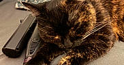 Ivy is registered to the contest to win money with this photo: cat, tortoiseshell, pet, animal, feline, sleeping, resting, close_up, whiskers, fur, paws, claws, indoors, table, technology, device, cushion, warm_lighting, relaxed, portrait
