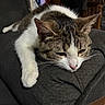 cat, tabby, white_fur, gray_fur, pet, sleepy, relaxed, lying_down, paw, whiskers, pink_nose, ears, indoor, couch, furniture, cozy, portrait, close_up, domestic_animal, resting