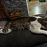cat, tabby_cat, white_cat, pet, animal, feline, lying_down, relaxed, sleeping, couch, sofa, indoor, living_room, pet_bowls, wooden_feeder, tile_floor, carpet, furniture, striped_fur, outstretched_paws