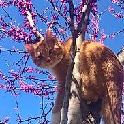 Fox is registered to the contest to win money with this photo: animal, branches, cat, close_up, curious, daylight, feline, flowers, leafless_tree, mammal, nature, orange_tabby, outdoor, perched, pet, pink_blossoms, sky, spring, sunlight, tree