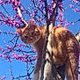animal, branches, cat, close_up, curious, daylight, feline, flowers, leafless_tree, mammal, nature, orange_tabby, outdoor, perched, pet, pink_blossoms, sky, spring, sunlight, tree