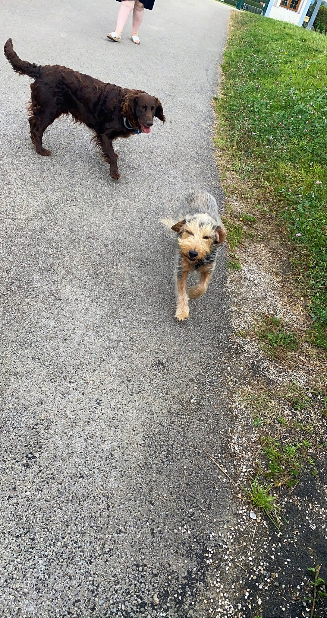 Fanta participe au concours pour gagner de l'argent avec cette photo : airedale_terrier, asphalt, carnivore, companion_dog, dog, dog_breed, fawn, grass, leash, pet_supply, plant, road, road_surface, snout, soil, sporting_group, tail, terrier, working_animal, working_dog