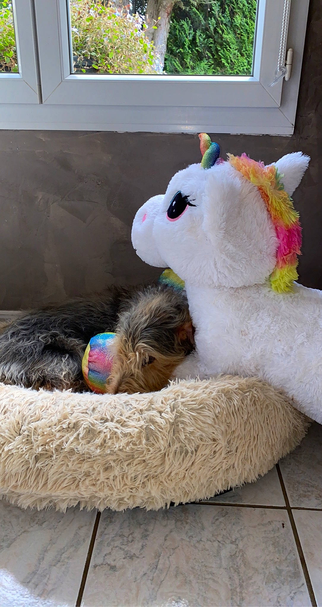 Fanta participe au concours pour gagner de l'argent avec cette photo : canidae, companion_dog, dog_breed, fawn, fun, fur, green, mascot, plush, rabbit, rabbits_and_hares, snout, stuffed_toy, teddy_bear, terrestrial_animal, toy, window, wood, wool, working_animal