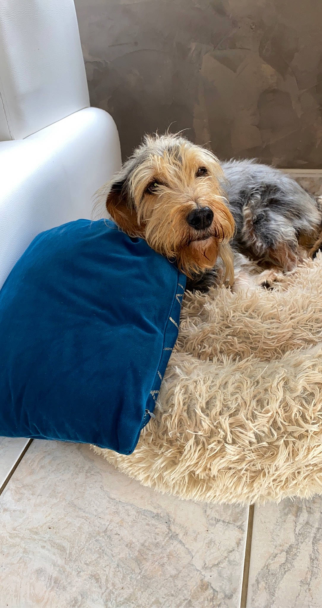 Fanta a rejoint le concours — aidez-le/la à gagner de superbes lots ! canidae, carnivore, comfort, companion_dog, dog, dog_breed, dog_supply, electric_blue, fur, lakeland_terrier, liver, pet_supply, small_terrier, snout, sporting_group, terrier, water_dog, working_animal, working_terrier