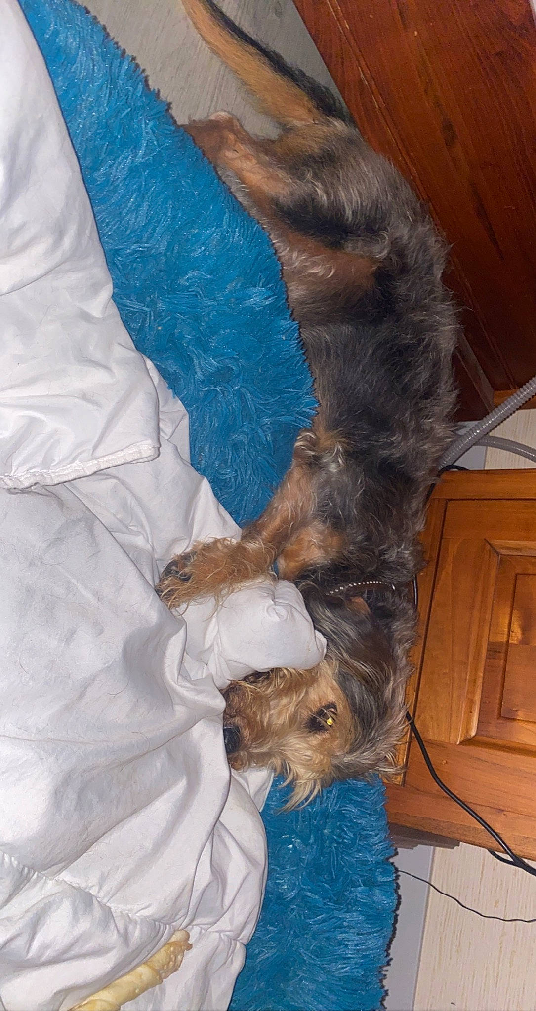 Fanta a rejoint le concours — aidez-le/la à gagner de superbes lots ! canidae, carnivore, comfort, companion_dog, dog, dog_breed, dog_supply, fawn, felidae, fur, liver, nap, pet_supply, small_terrier, small_to_medium_sized_cats, sporting_group, tail, terrier, toy_dog, working_animal