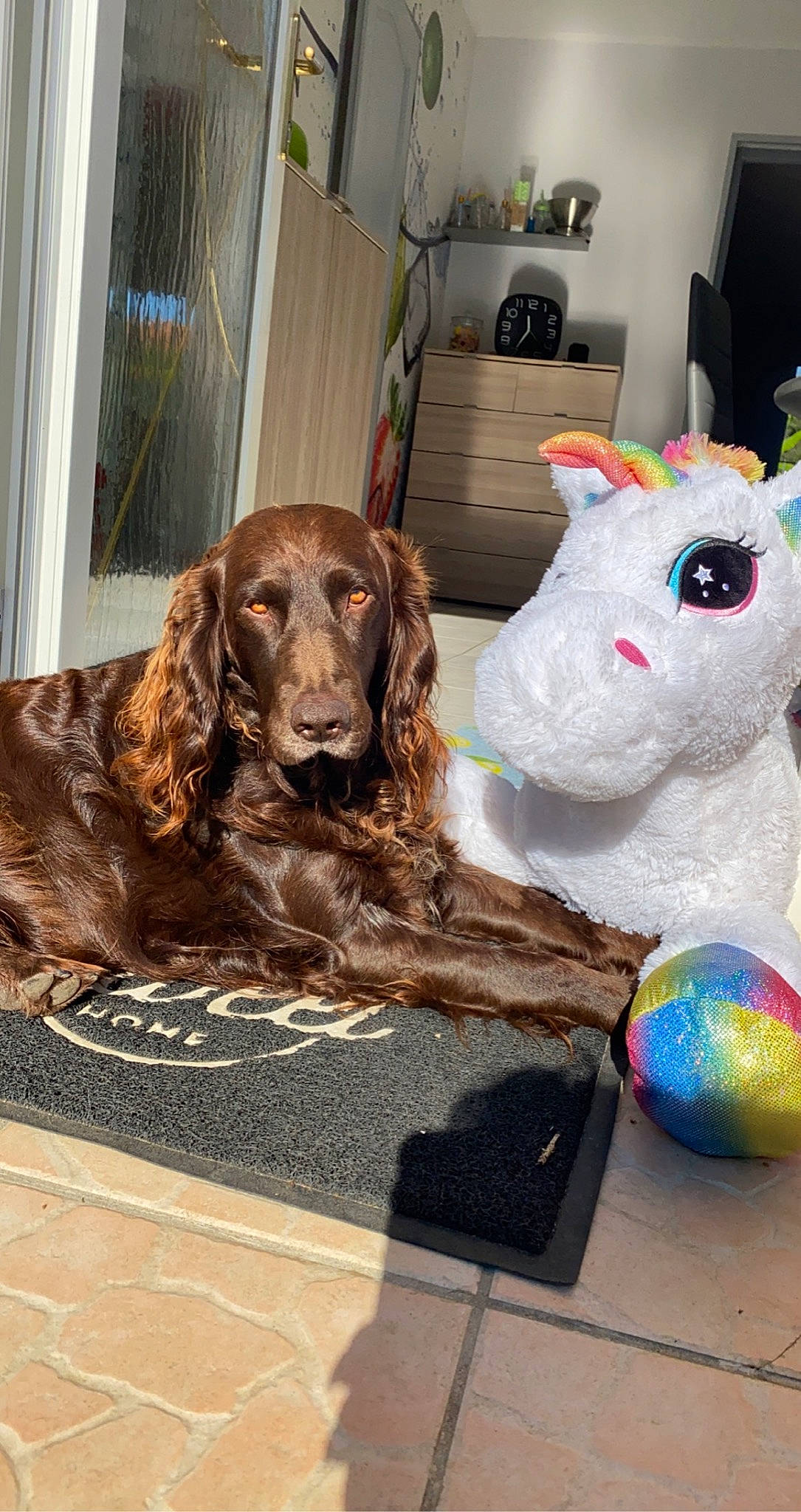 Ok a rejoint le concours — aidez-le/la à gagner de superbes lots ! art, cocker_spaniel, companion_dog, dog, dog_breed, fawn, flooring, fur, houseplant, liver, plush, rabbit, room, snout, spaniel, sporting_group, stuffed_toy, toy, wood, working_animal