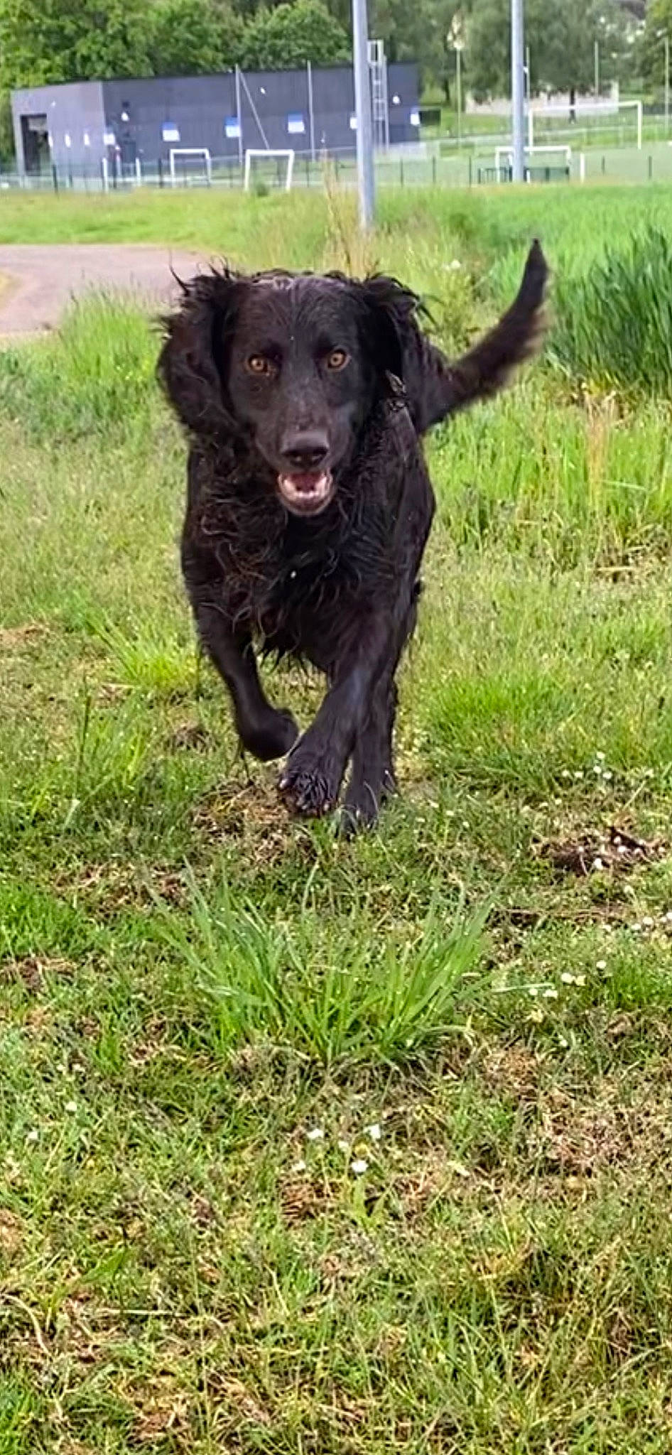 Ok a rejoint le concours — aidez-le/la à gagner de superbes lots ! borador, carnivore, collar, companion_dog, dog, dog_breed, dog_collar, fur, grass, grassland, gun_dog, plant, retriever, sporting_group, terrestrial_animal, working_animal, working_dog